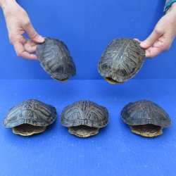 Five piece 5" Red Eared Slider Turtle Shells