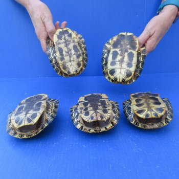 Five piece 5" Red Eared Slider Turtle Shells