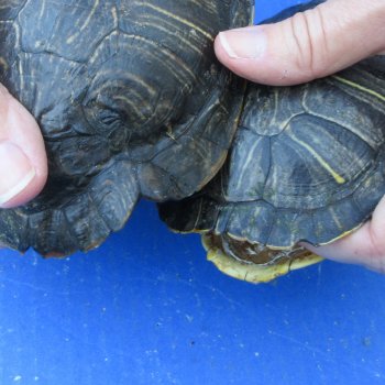 Five piece 5" Red Eared Slider Turtle Shells