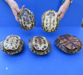 Five piece 6" Red Eared Slider Turtle Shells