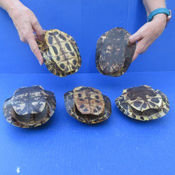 Five piece 6" Red Eared Slider Turtle Shells
