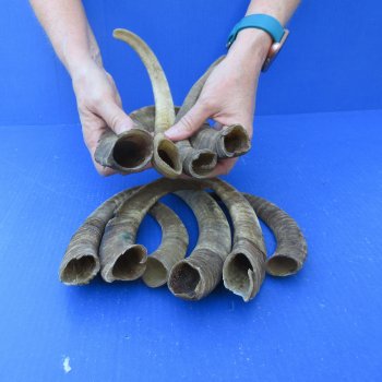Ten piece 7-1/2 to 13-1/2 inch Goat Horns from Africa 