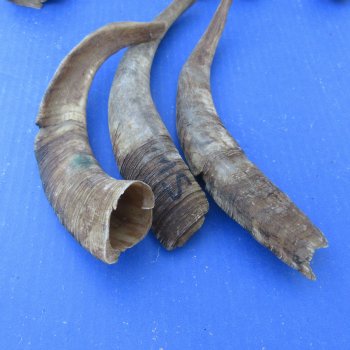 Ten piece 7-1/2 to 13-1/2 inch Goat Horns from Africa 