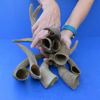 Ten piece 10 to 13 inch Goat Horns from Africa 