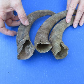 Ten piece 10 to 13 inch Goat Horns from Africa 