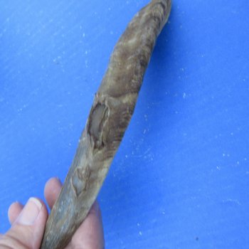 Ten piece 10 to 13 inch Goat Horns from Africa 