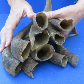Ten piece 9 to 13 inch Goat Horns from Africa 