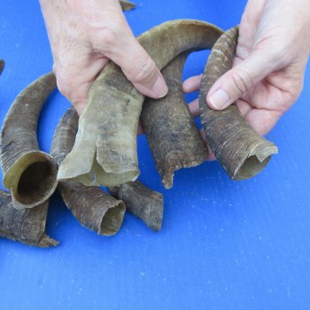 Ten piece 9 to 13 inch Goat Horns from Africa 