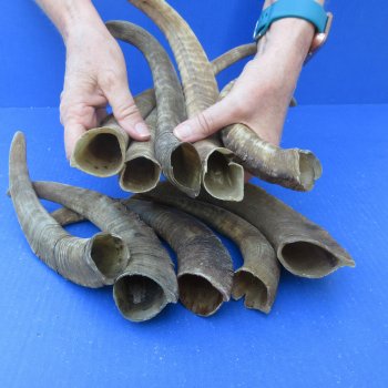 Ten piece 9-1/2 to 13 inch Goat Horns from Africa 