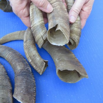 Ten piece 9-1/2 to 13 inch Goat Horns from Africa 