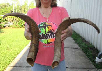  Two piece 21 and 24 inch Large Goat Horns 