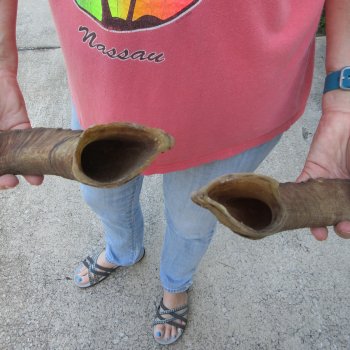  Two piece 21 and 24 inch Large Goat Horns 