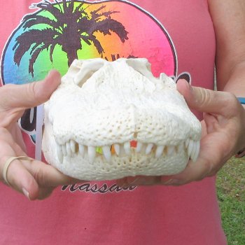  Real 13 inch Florida Alligator Skull