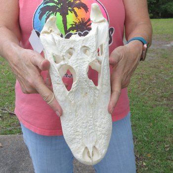  Real 13 inch Florida Alligator Skull