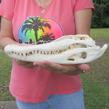  Real 13 inch Florida Alligator Skull