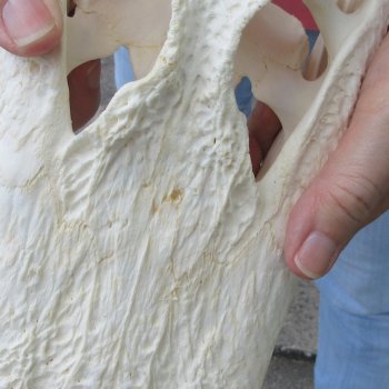  Real 13 inch Florida Alligator Skull