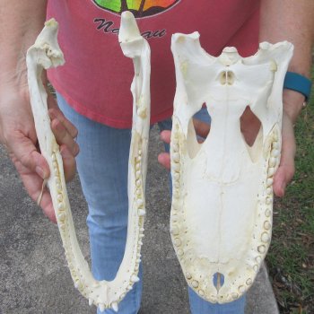  Real 13 inch Florida Alligator Skull