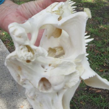  Real 13 inch Florida Alligator Skull