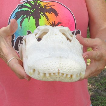  Real 14" B-Grade Florida Alligator Skull
