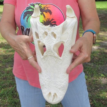  Real 14" B-Grade Florida Alligator Skull