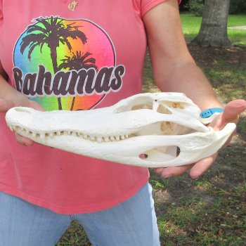  Real 14" B-Grade Florida Alligator Skull