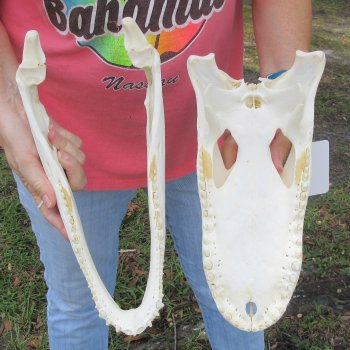  Real 14" B-Grade Florida Alligator Skull