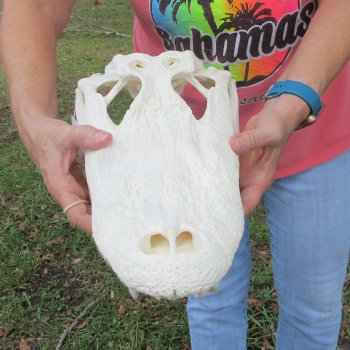 Real 16-1/2 inch Florida Alligator Skull
