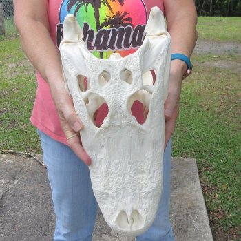  Real 16-1/2 inch Florida Alligator Skull