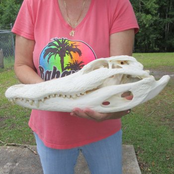  Real 16-1/2 inch Florida Alligator Skull