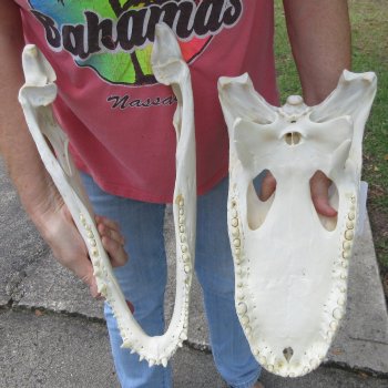  Real 16-1/2 inch Florida Alligator Skull