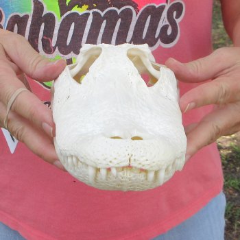  Real 10-1/2 inch Florida Alligator Skull