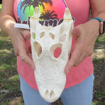  Real 10-1/2 inch Florida Alligator Skull