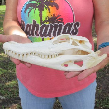  Real 10-1/2 inch Florida Alligator Skull