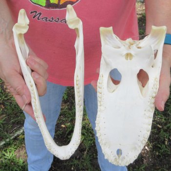  Real 10-1/2 inch Florida Alligator Skull