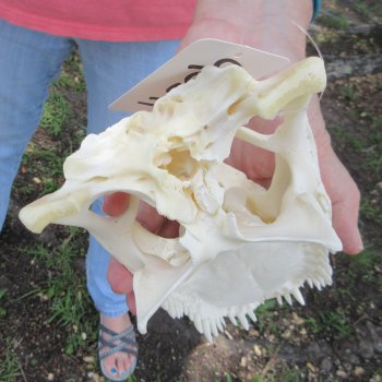  Real 10-1/2 inch Florida Alligator Skull