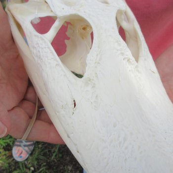  Real 10-1/2 inch Florida Alligator Skull