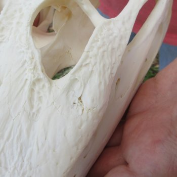  Real 10-1/2 inch Florida Alligator Skull