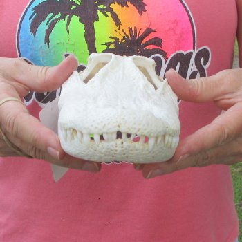  Real 10 inch Florida Alligator Skull