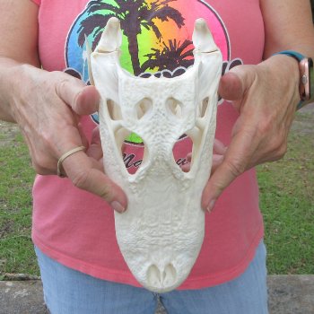 Real 10 inch Florida Alligator Skull
