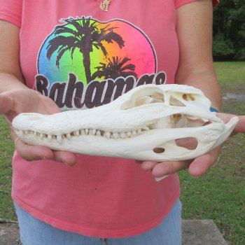  Real 10 inch Florida Alligator Skull