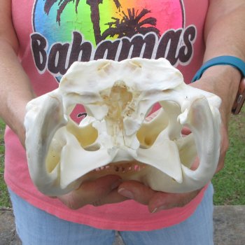  Real 10 inch Florida Alligator Skull