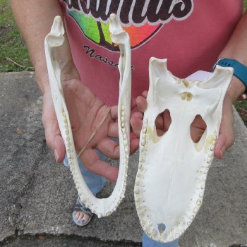  Real 10 inch Florida Alligator Skull