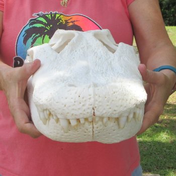 Real 19 inch Florida Alligator Skull