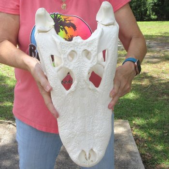  Real 19 inch Florida Alligator Skull