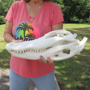  Real 19 inch Florida Alligator Skull