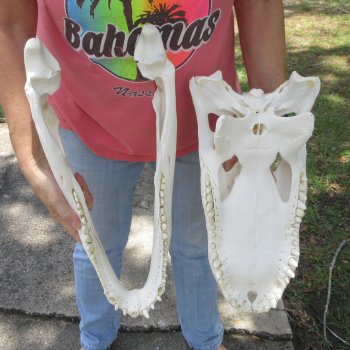  Real 19 inch Florida Alligator Skull