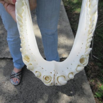  Real 19 inch Florida Alligator Skull