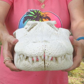  Real 19 inch Florida Alligator Skull