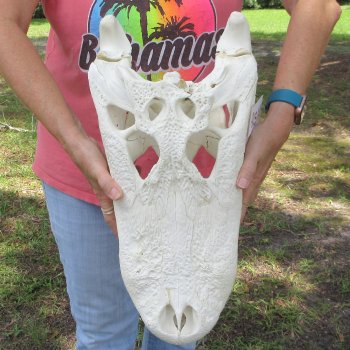  Real 19 inch Florida Alligator Skull