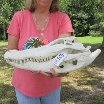  Real 19 inch Florida Alligator Skull